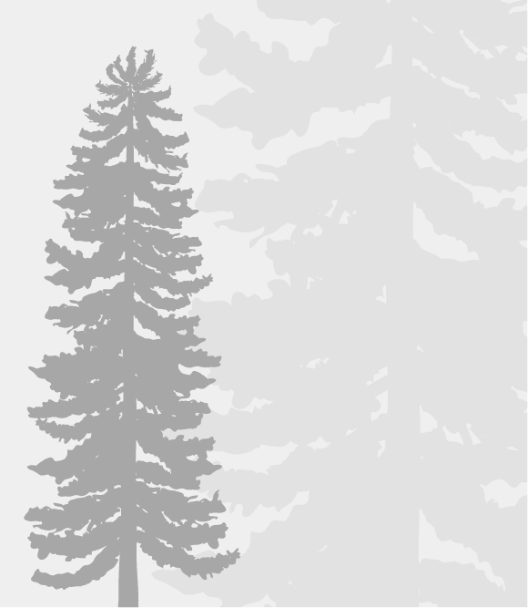 Illustrative pine tree collage